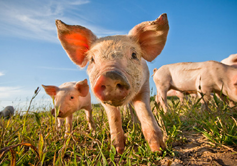 bicom-corporate-idena-marque-cochon-agro-alimentaire bicom-corporate-idena-marque-cochon-agro-alimentaire